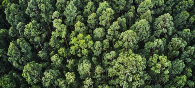 overhead-aerial-shot-thick-forest-with-beautiful-trees-greenery